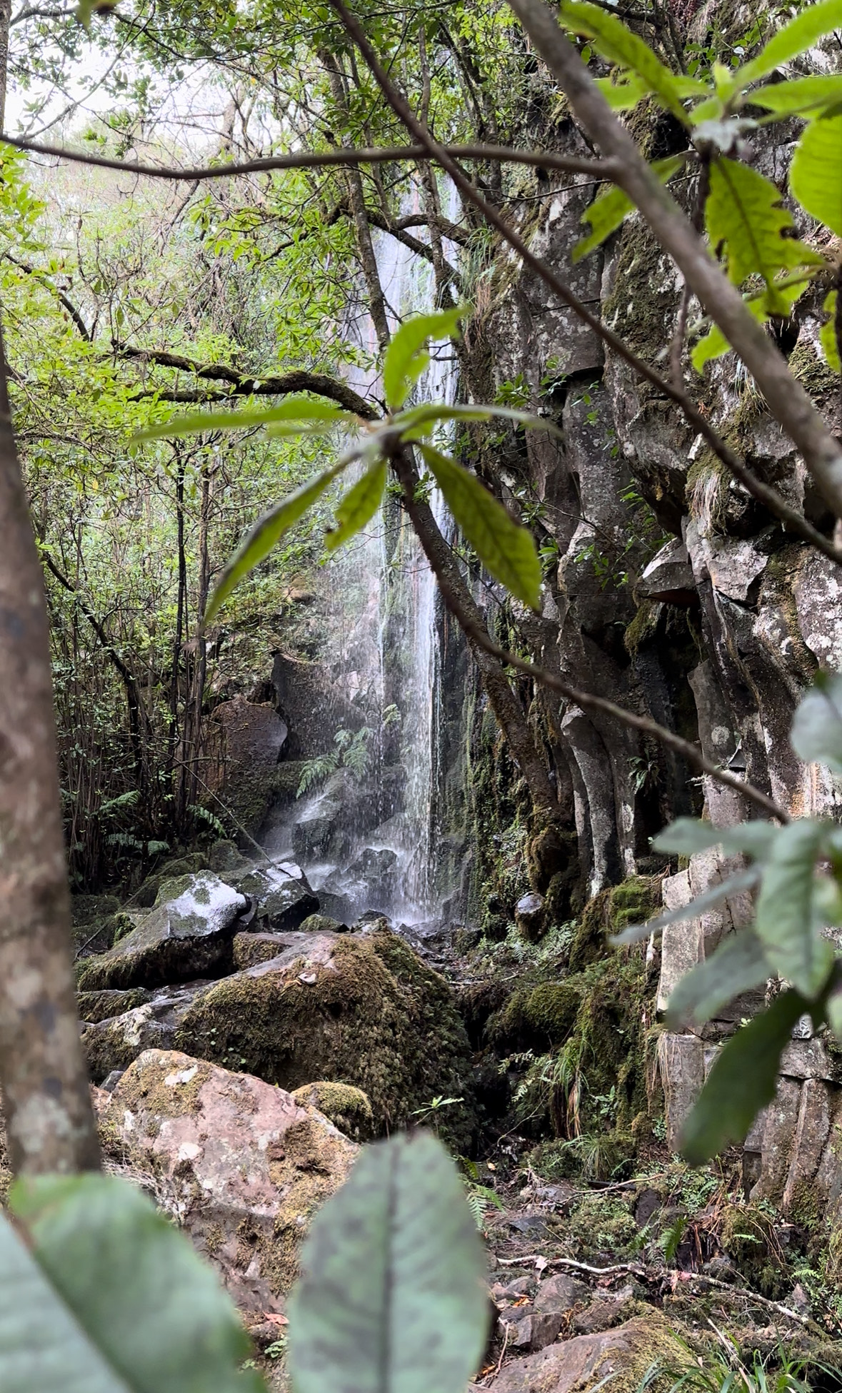PR 14 - Levada dos Cedros in Seixal - Outdoor & Adventure showing the main attraction and surrounding landscape