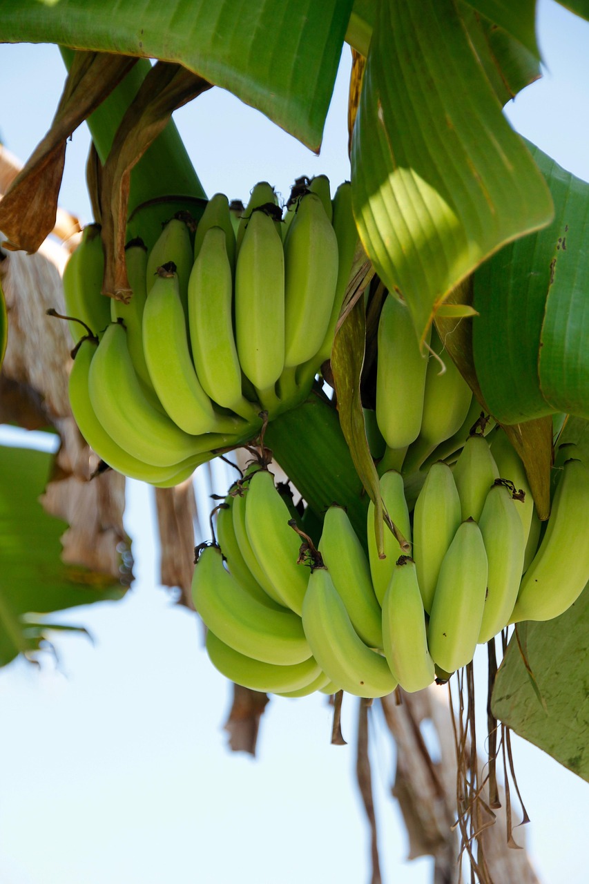 Click to view larger image BAM - Banana Museum of Madeira in Ponta do Sol - Arts & Culture showing the main attraction and surrounding landscape