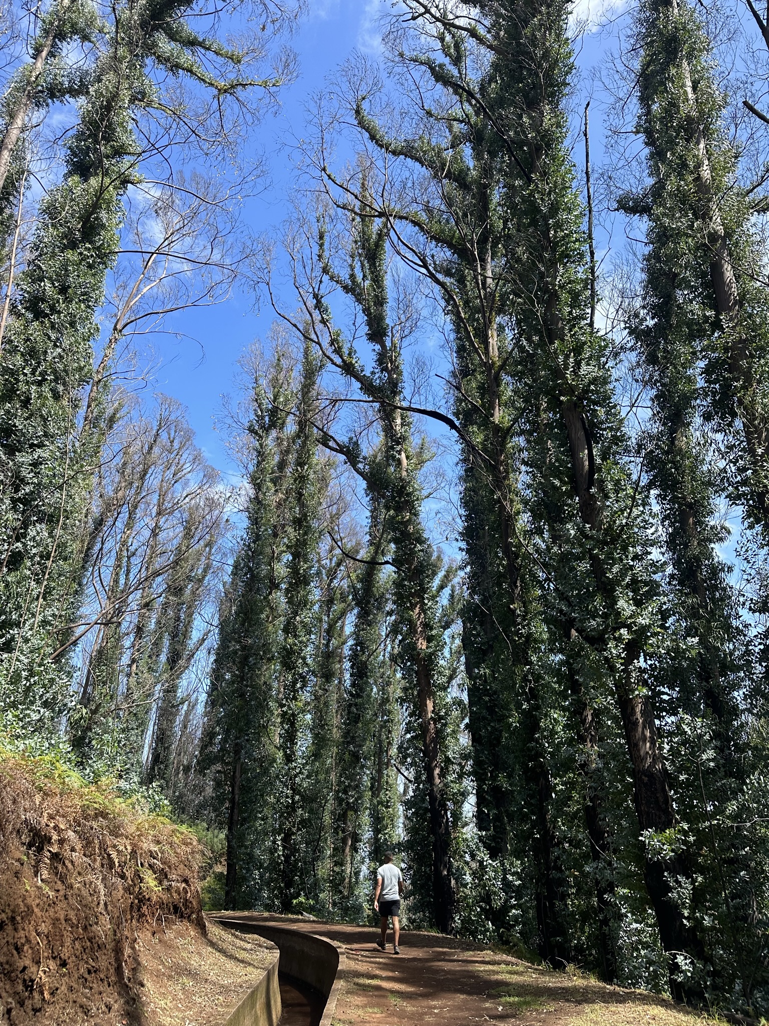 Levada da Ribeira da Janela