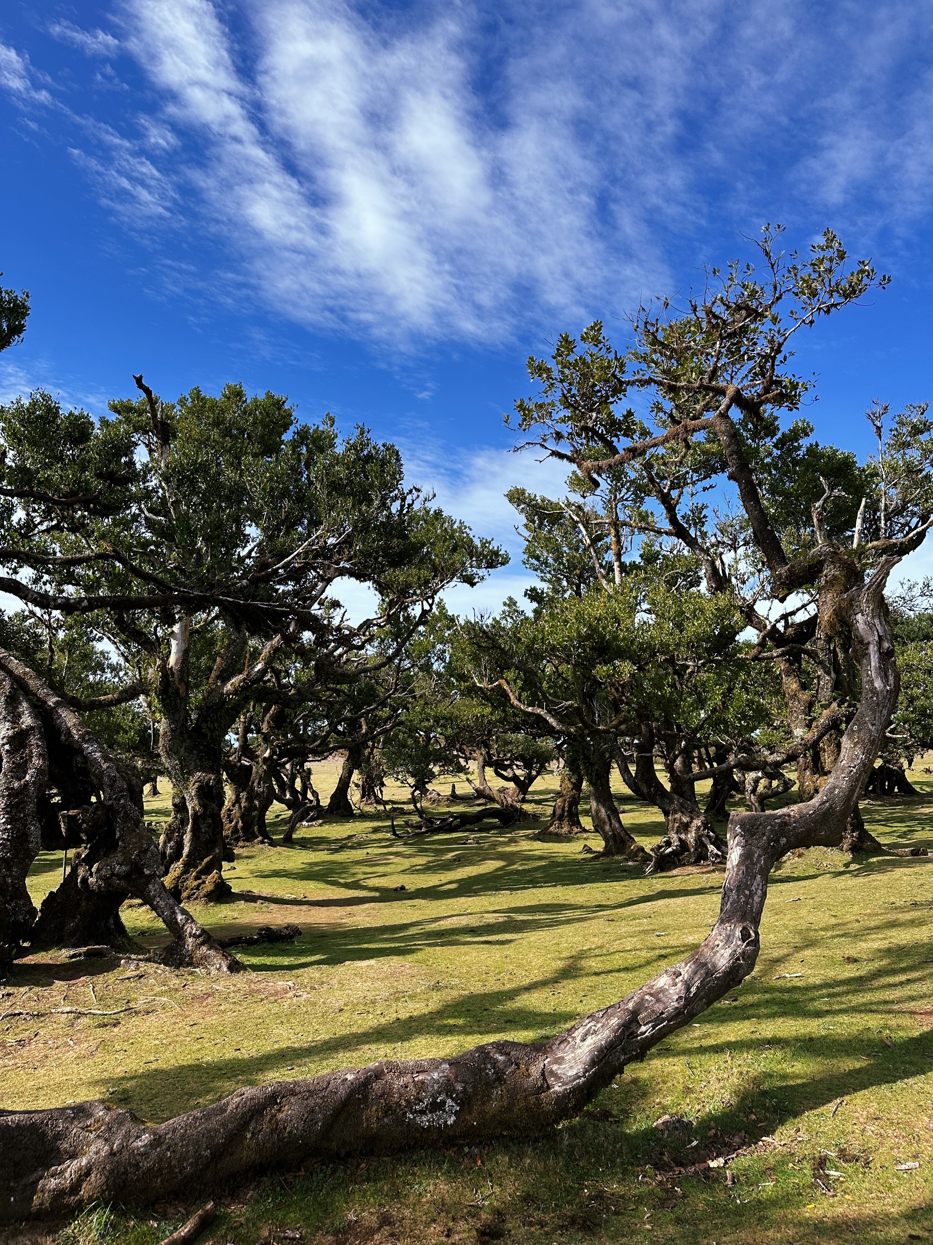 PR 13 - Vereda do Fanal in Madeira - Outdoor & Adventure showing the main attraction and surrounding landscape