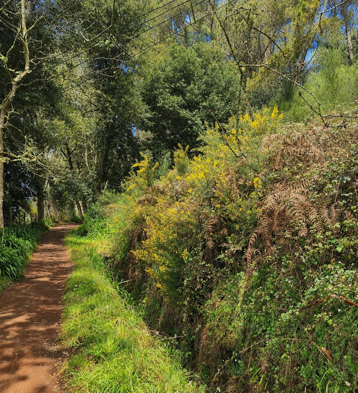 Levada da Serra do Faial