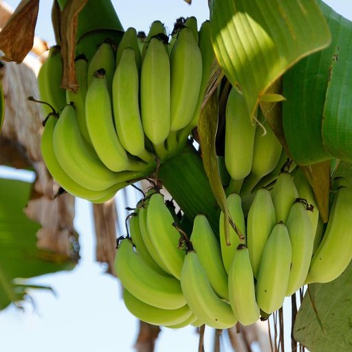 BAM - Banana Museum of Madeira