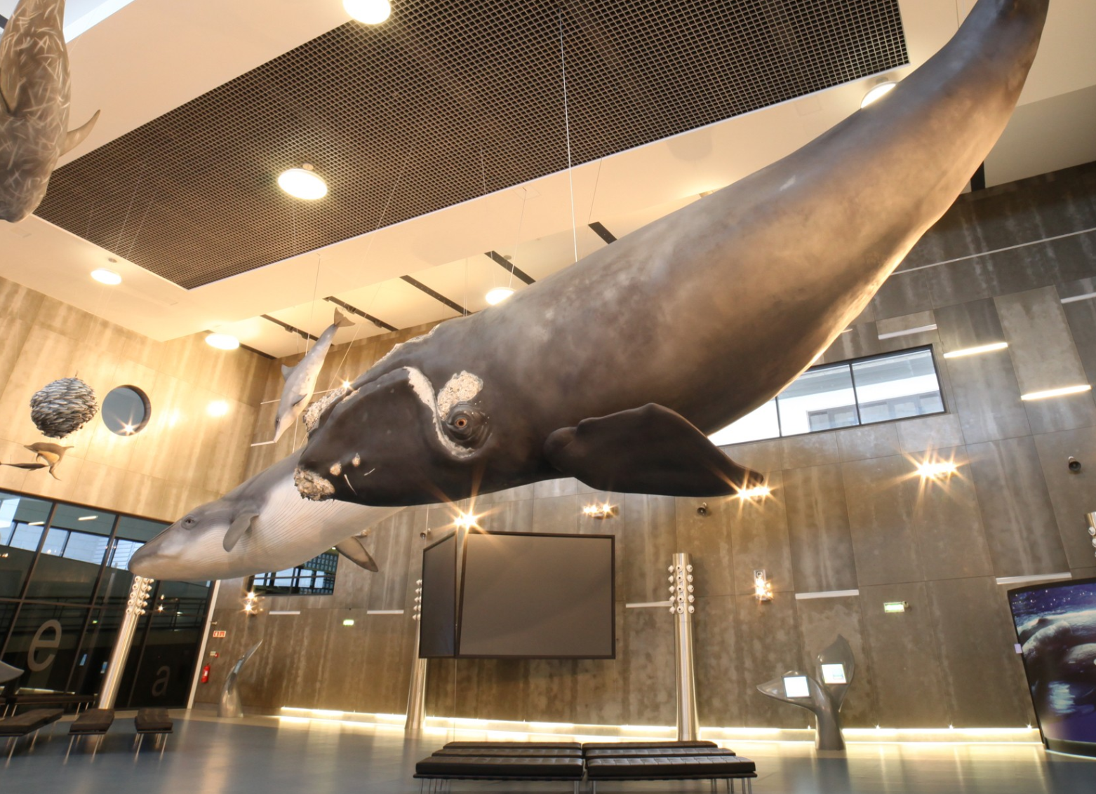 Madeira Whale Museum - Museu da Baleia